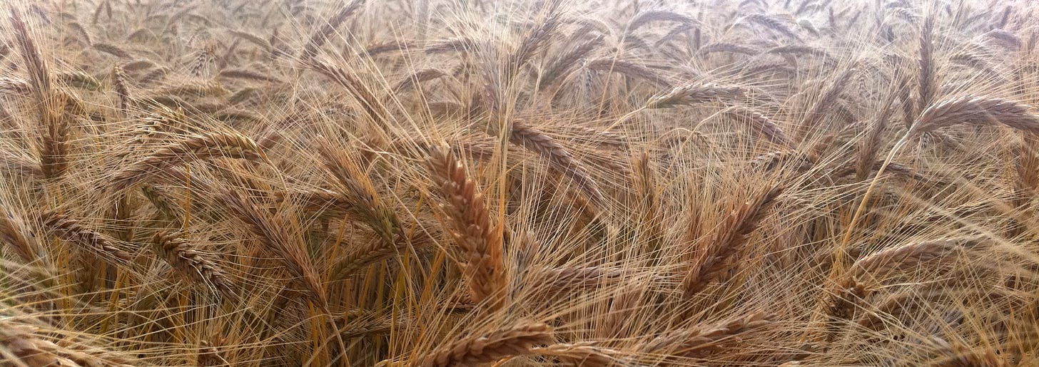 Barley fields in the Czech Republic