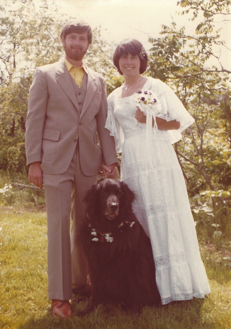 Wedding picture with bride, groom, newfoundland dog.