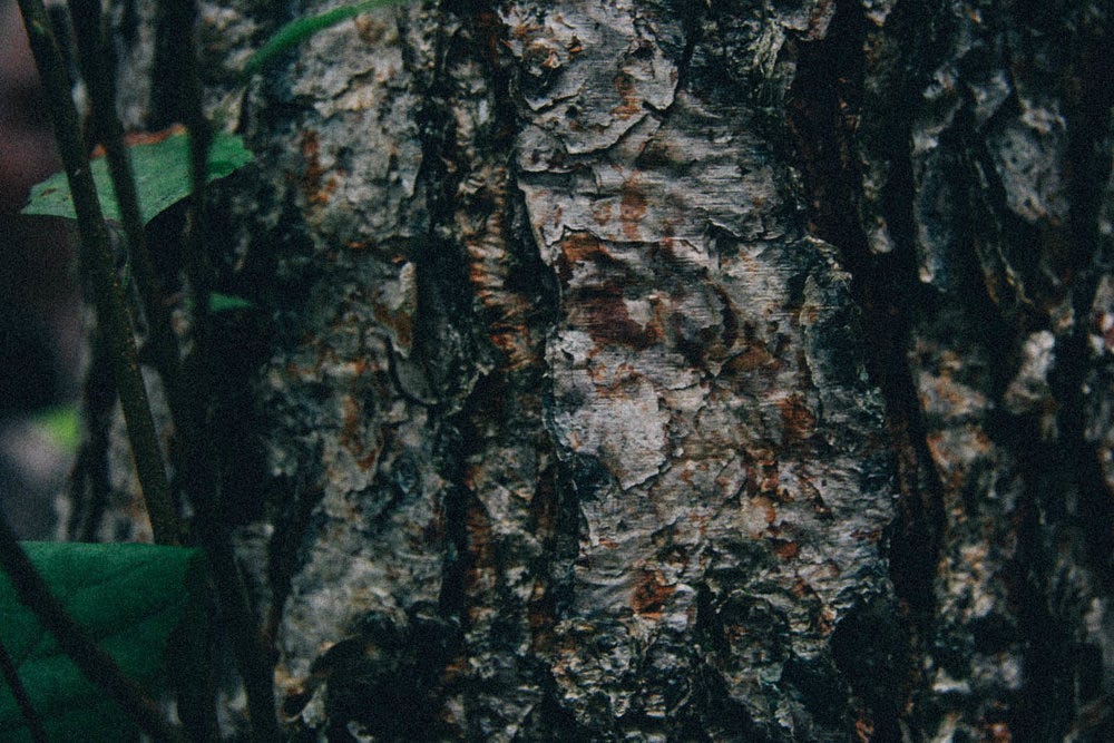 River Birch - Betula nigra