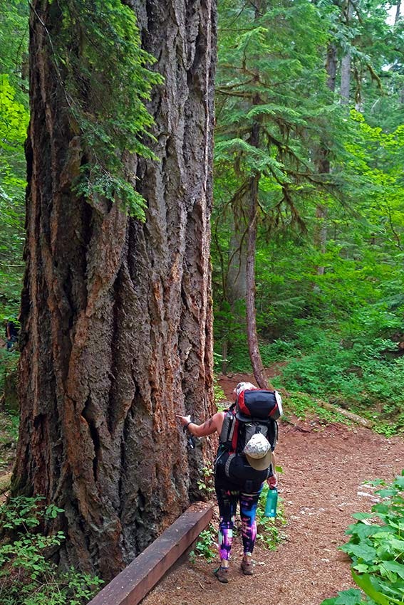 woman wearing backpacking pack standing on trail beside old-growth conifer with deeply furrowed bark in a lush green forest
