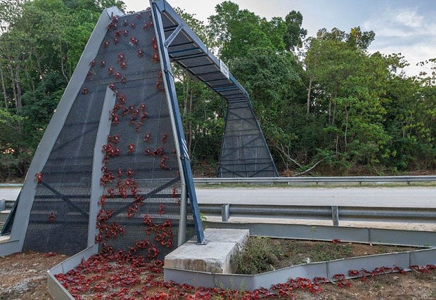 Crabs get their own bridge to cross busy road on Christmas Island