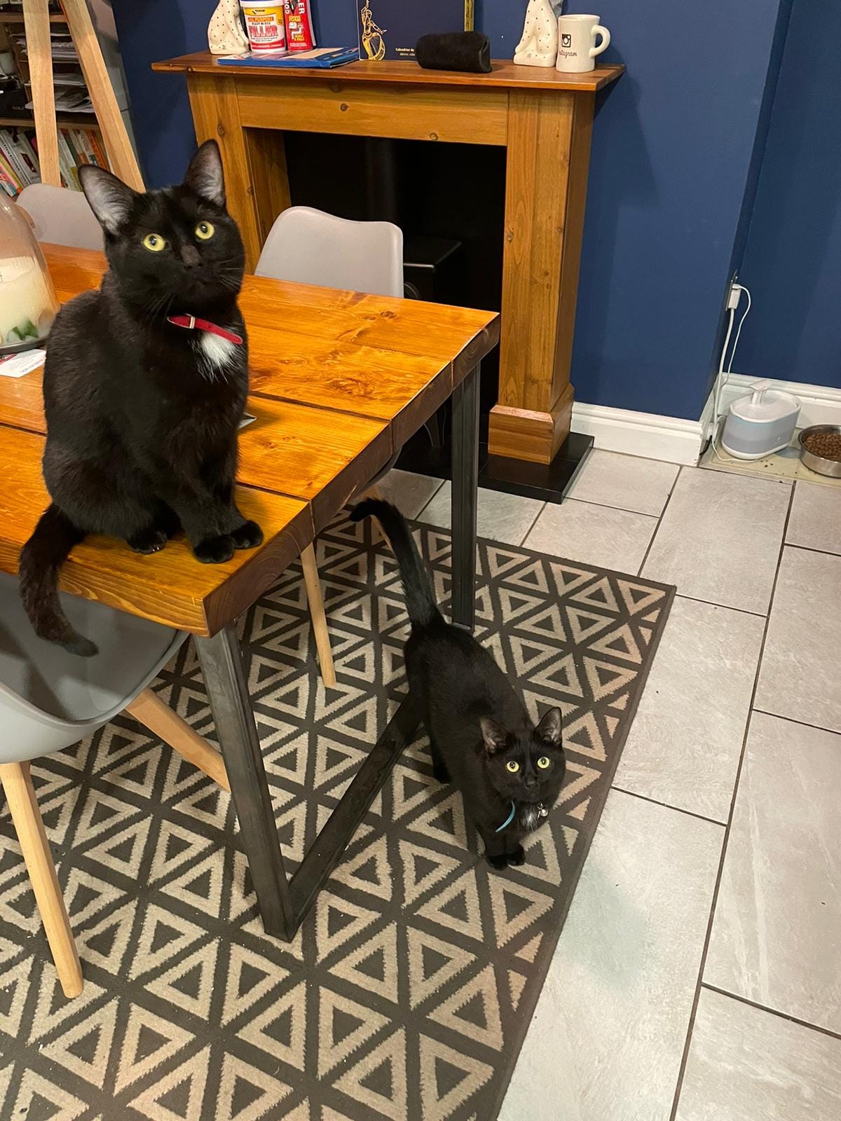 Two black cats looking up at the camera. One is perched on a table and has a red collar and white spot on his chest. The other is on a patterned rug and has a blue collar. 