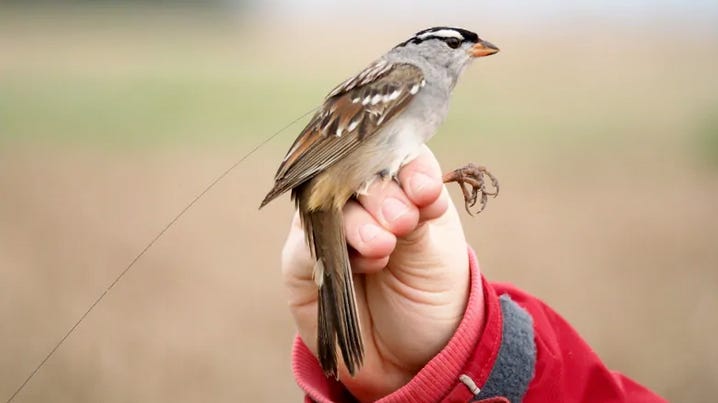 Image of white crowned sparrow in person's hand.
