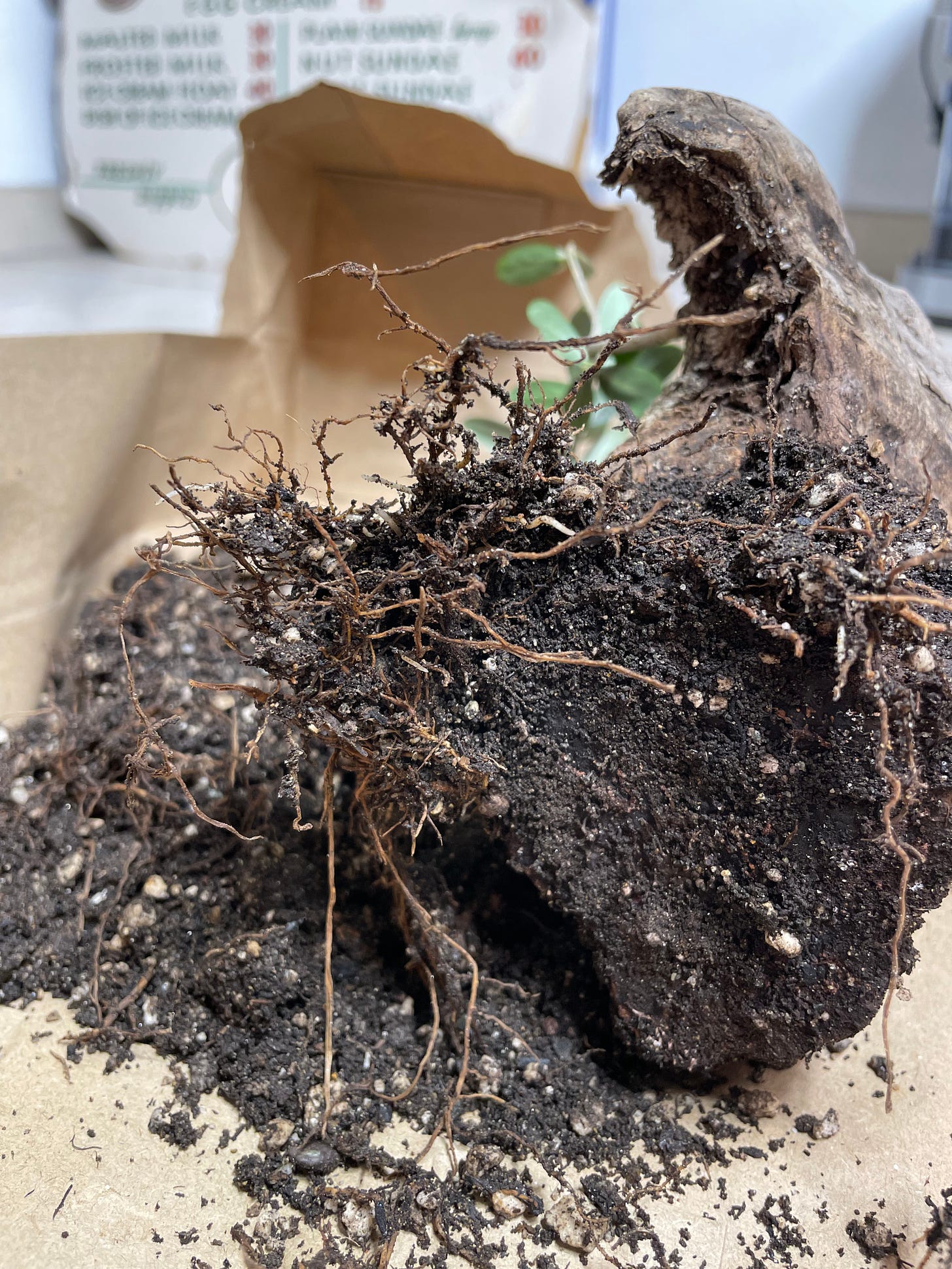 ID: Photo of my olive stump pre bonsai, lying on its side out of its pot, revealing just a few wimpy, smushy roots supporting the whole tree.