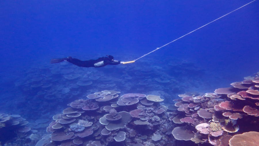 An Australian Institute of Marine Science ecologist surveys a reef perimeter by manta tow on the Great Barrier Reef in Australian waters.