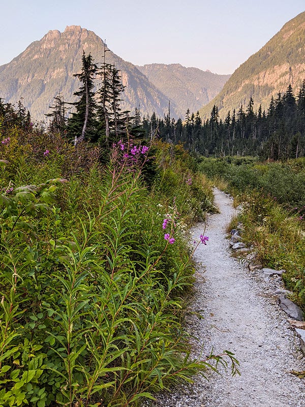 fireweed beside a white gravel trail edging the ice fields, the day's last sunlight warming the mountains beyond