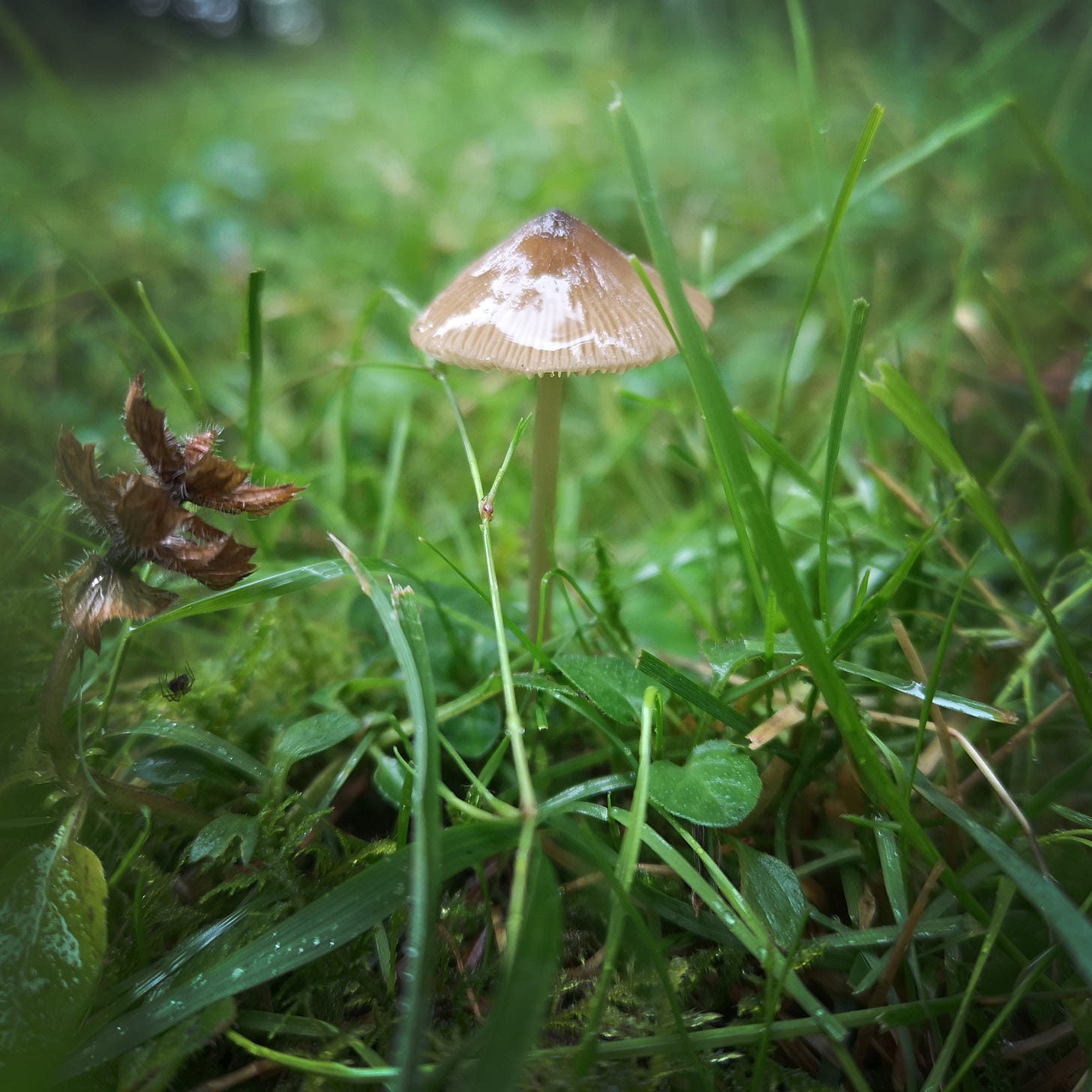 Image description: a tiny pointed brown mushroom on a thin stem rises up among blades of grass. The cap glistens in the delightful damp.