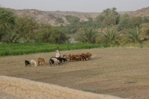 Sedentary agriculture emerged after Göbekli Tepe