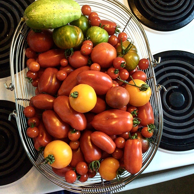 A large harvesting basket almost overflowing with freshly picked tomatoes of many varieties, plus a single, very overgrown cucumber