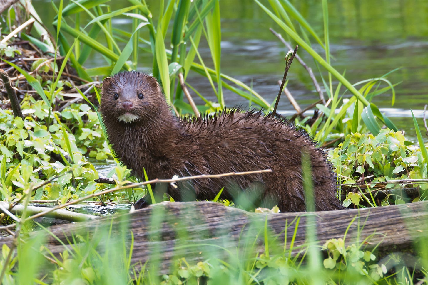 Mink on the water looking at the camera.