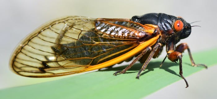 Cicada Mania: Photos, Sounds, News & Facts About Cicadas
