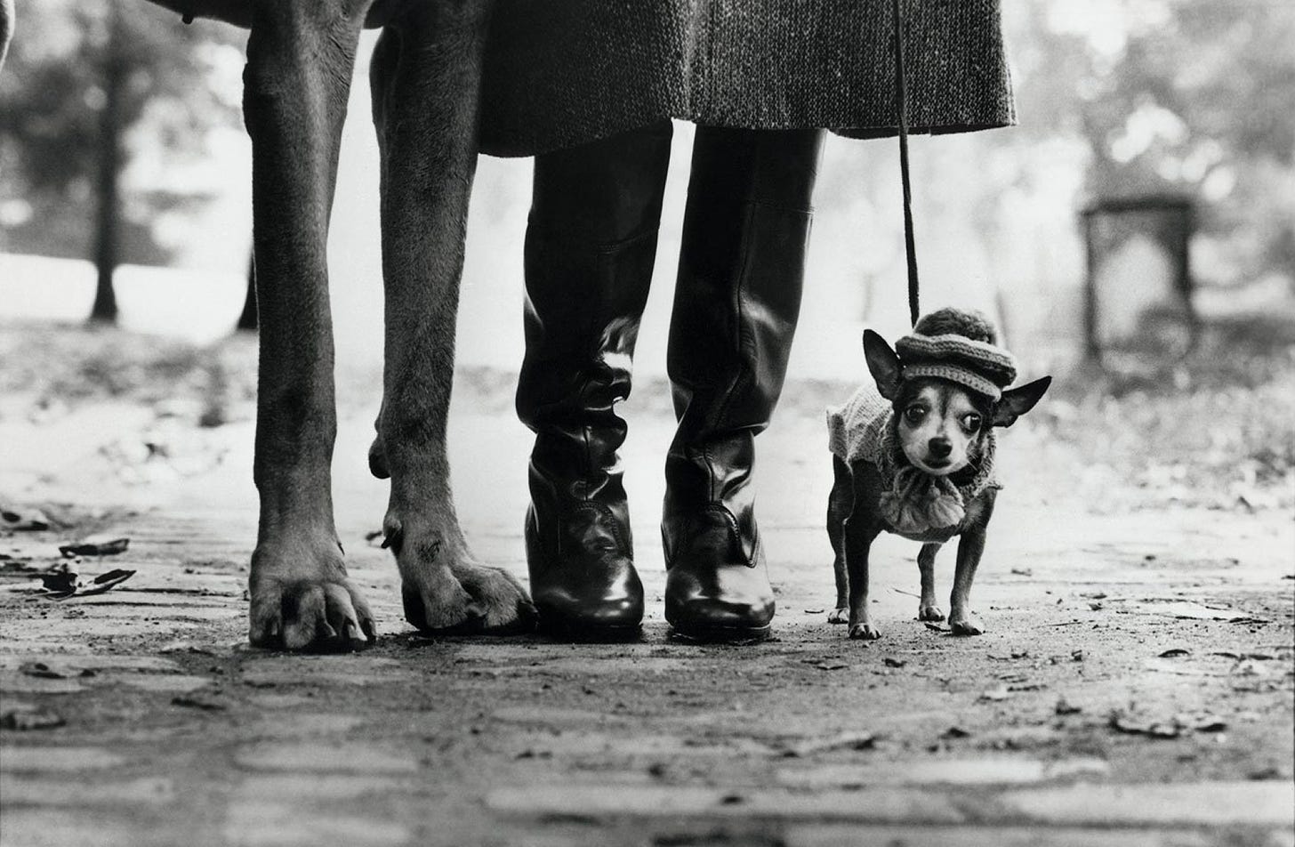 18. New York City. 1974. (Dog Legs) | Magnum Photos Store