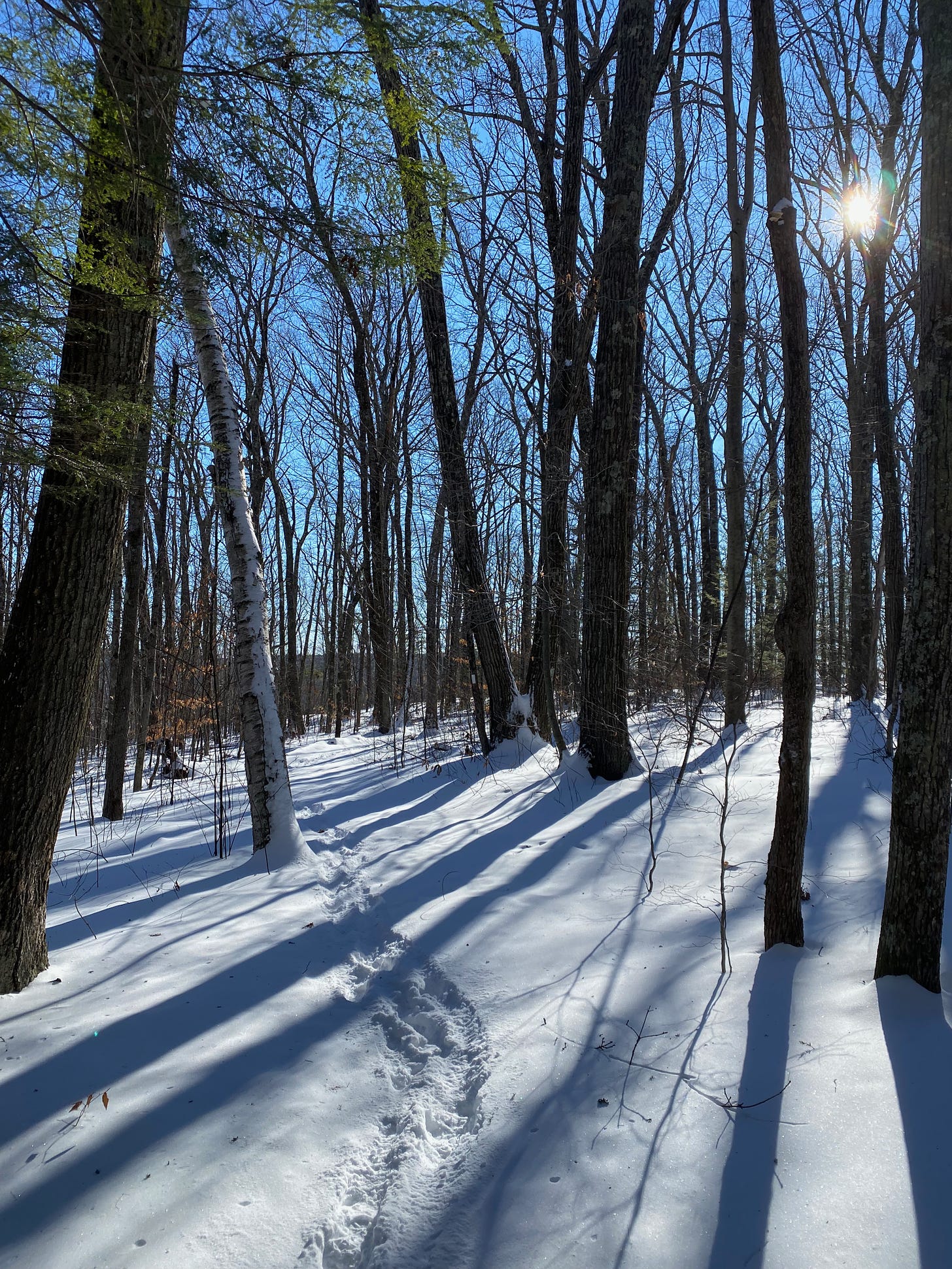 Snowy woods on a bright winter day. The sky is a deep blue, and the bare trees cast long blue shadows on the snow.