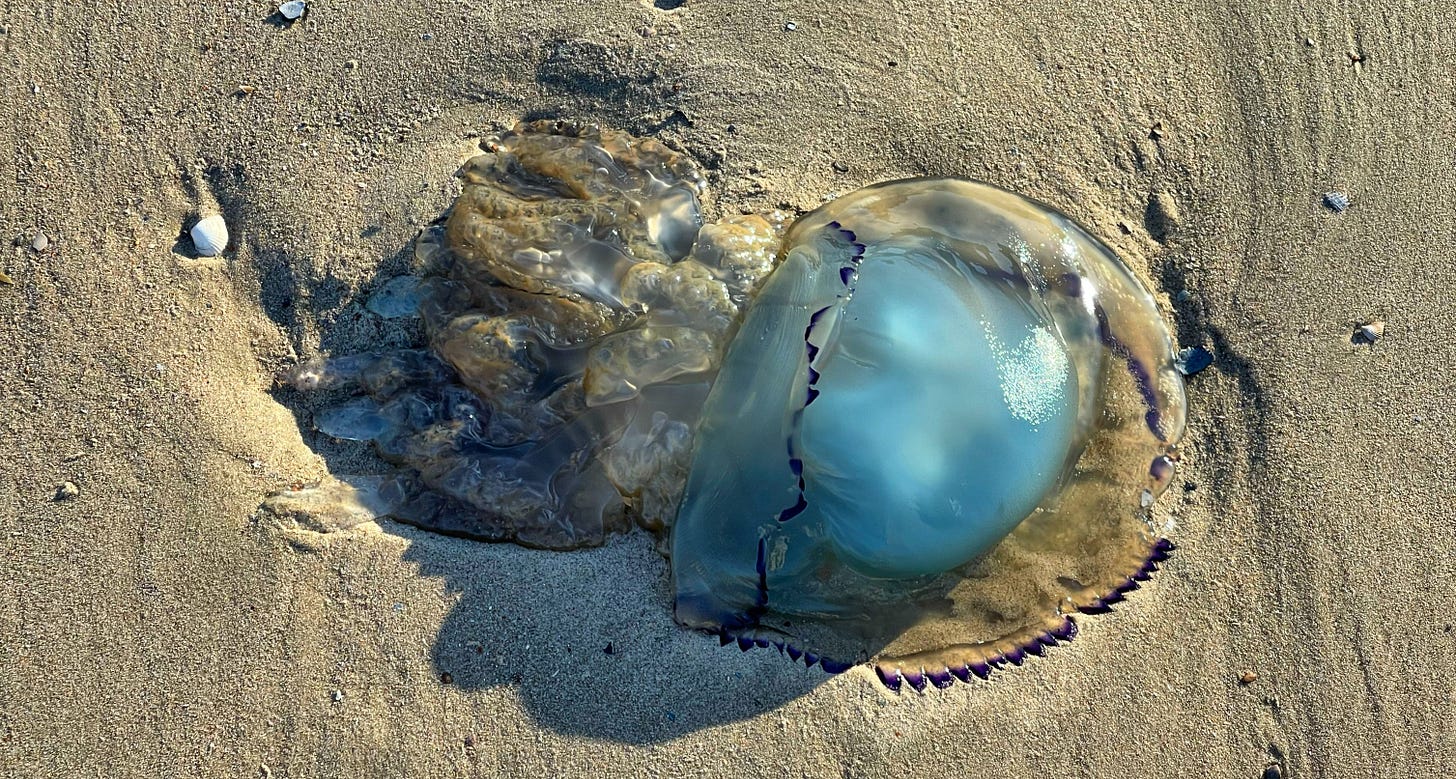 jellyfish by Alexander Verbeek for The Planet newsletter