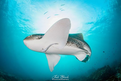 Leopard shark