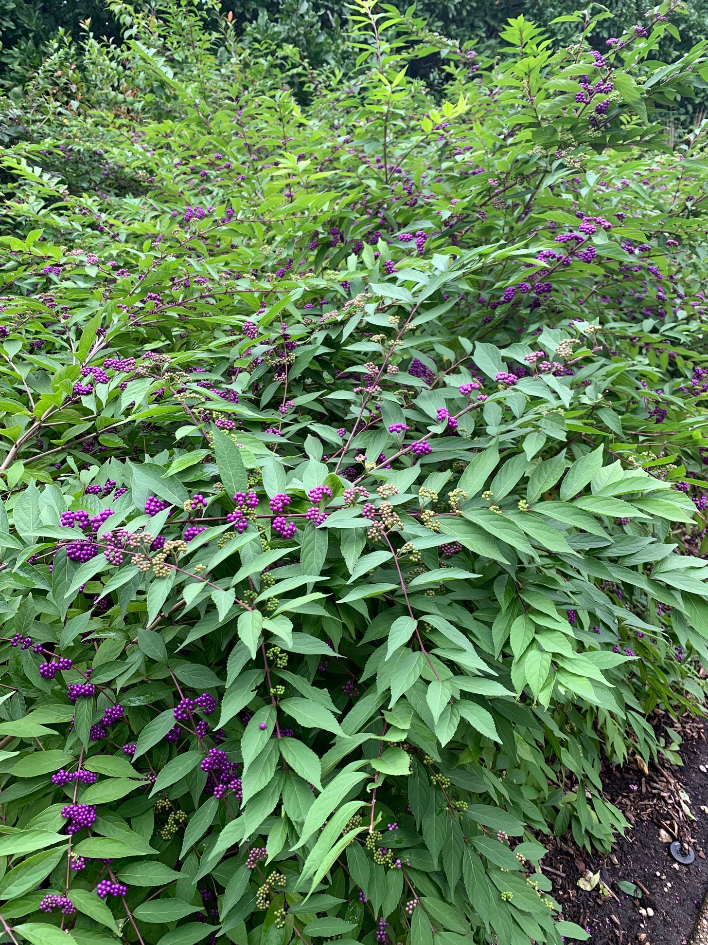 A bushy green plant with clumps of bright purple, lilac, cream, and green berries on its branches.
