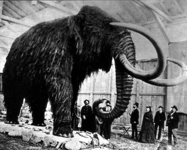 A Eurasian woolly mammoth.