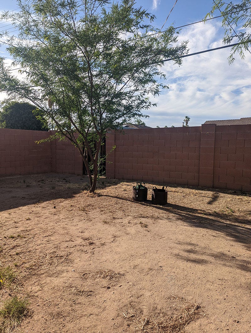 backyard with tree and mainly blank dirt