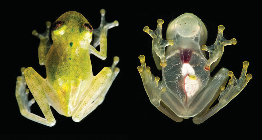 Hyalinobatrachium yaku glass frog