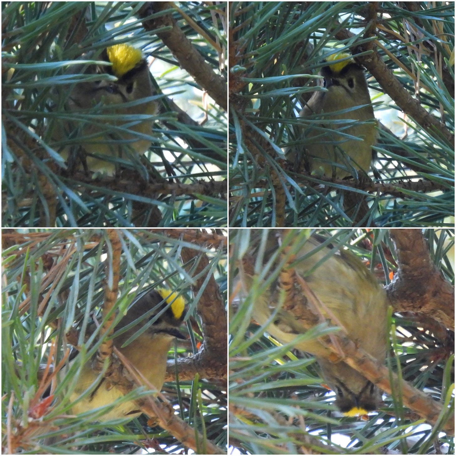 A collage of 4 photos each showing  Goldcrest displaying its yellow crest. In all cases the birds are partially hidden by pine needles and branches. In the bottom right photo the Goldcrest is upside down!