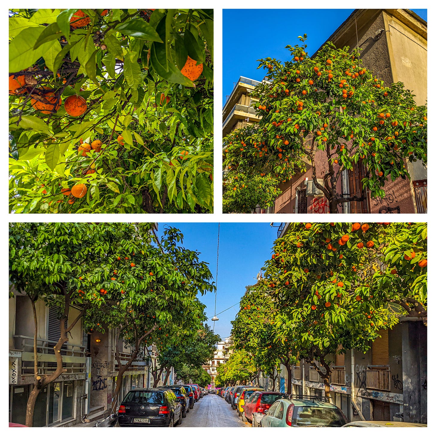Three different photos showing orange trees in Athens. The top left is a close up of a tree, the top right shows an orange tree outside of our apartment building, the bottom photo shows a street in our neighbhorhood. 