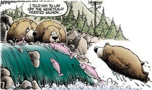 GMO Salmon Cartoon by Robert Ariail, RobertAriail.com -- click photo to see more!