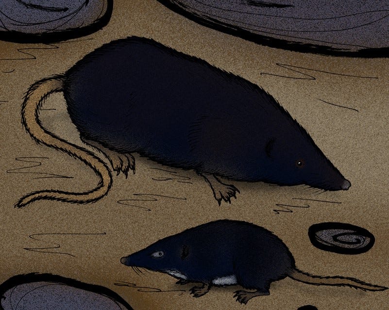 painting of the Corsican Giant Shrew