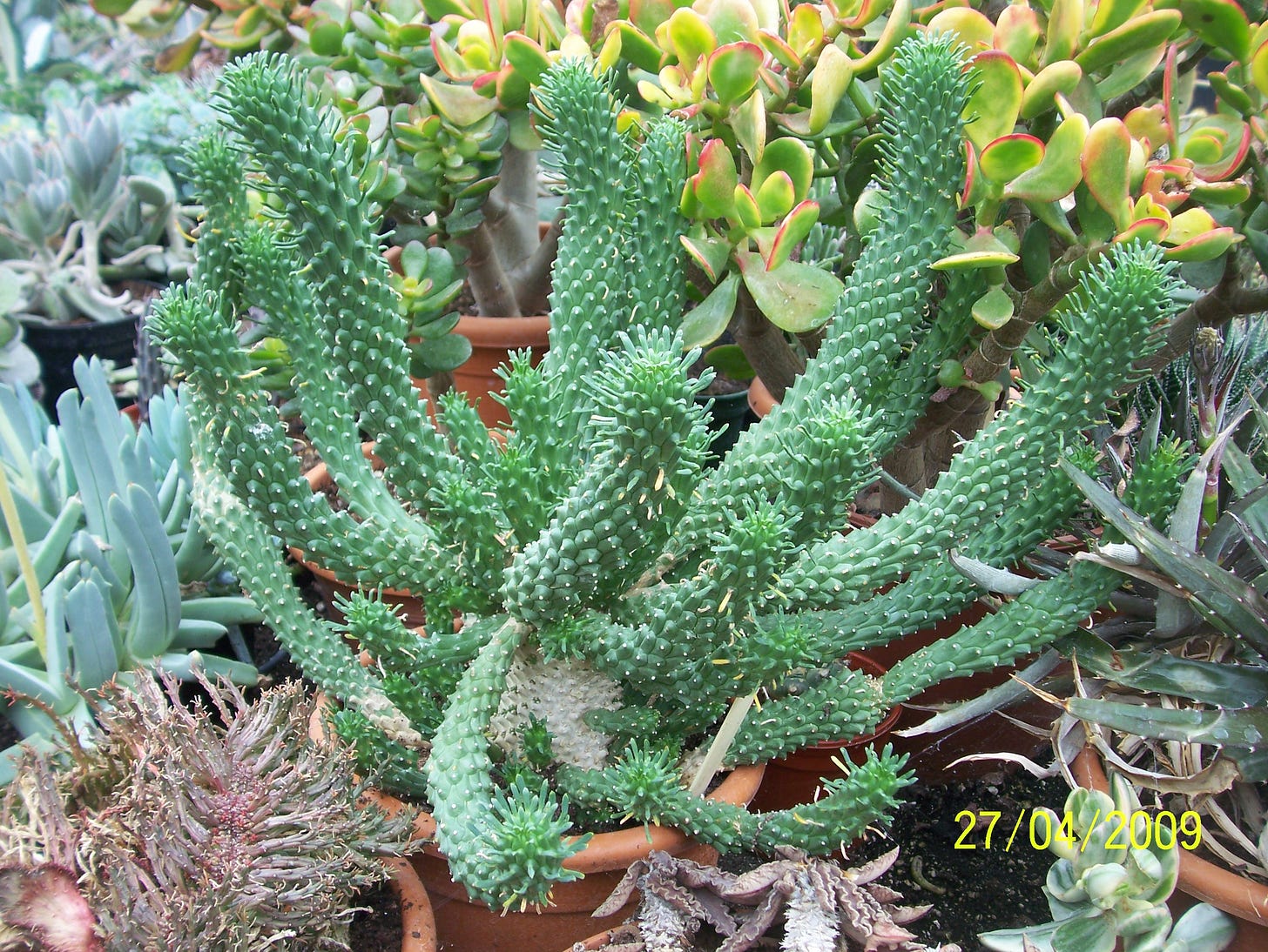 File:Euphorbia caput-medusae (3497836862).jpg - Wikimedia Commons