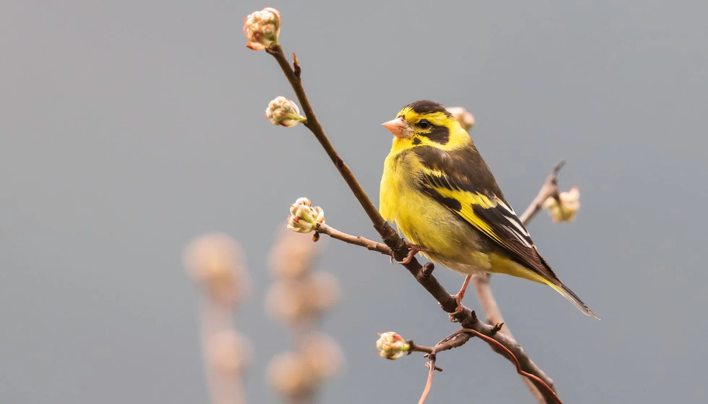 Fun Yellow-breasted Finch Facts For Kids | Kidadl