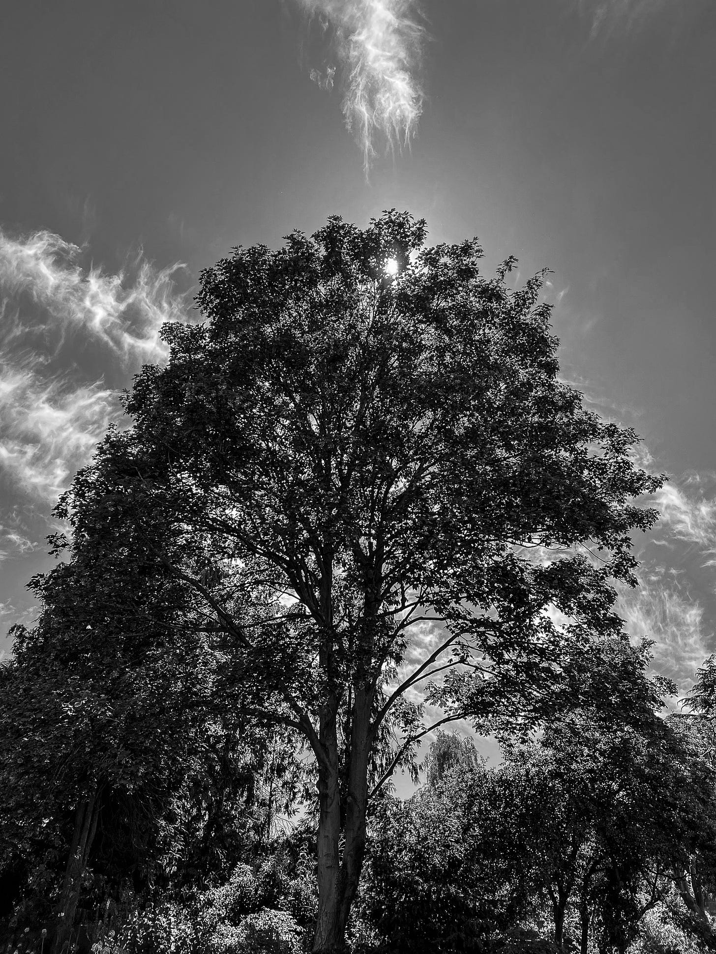 a black and whoite photograph of a tall leafy tree in the foreground, wispy clouds in the background