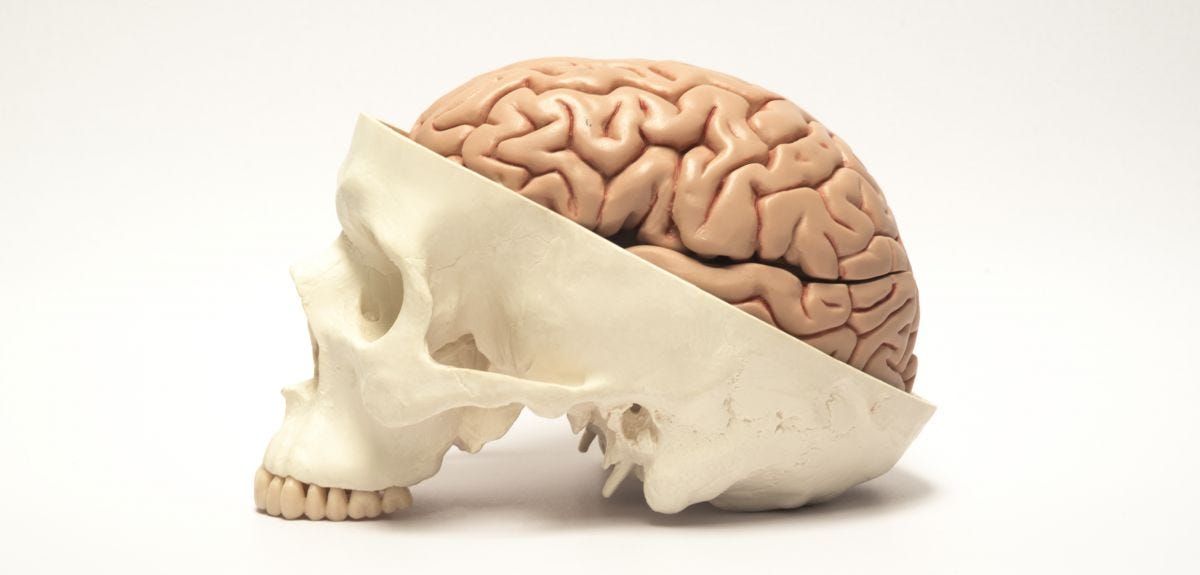 Geometry, skull growth and brain mechanics