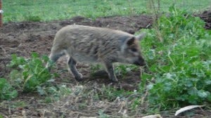 Mark Baker's heritage pigs