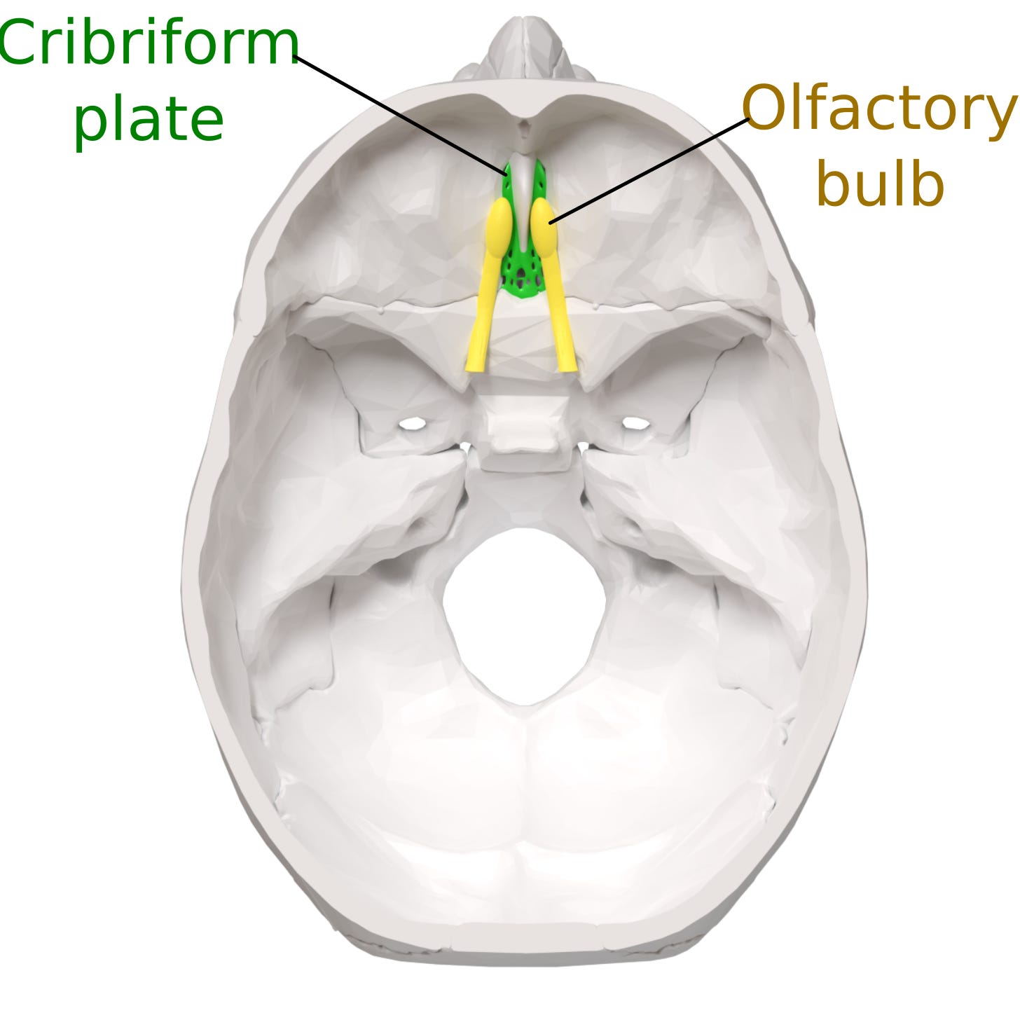 File:Cribriform plate and Olfactory nerve - superior view.svg - Wikimedia  Commons