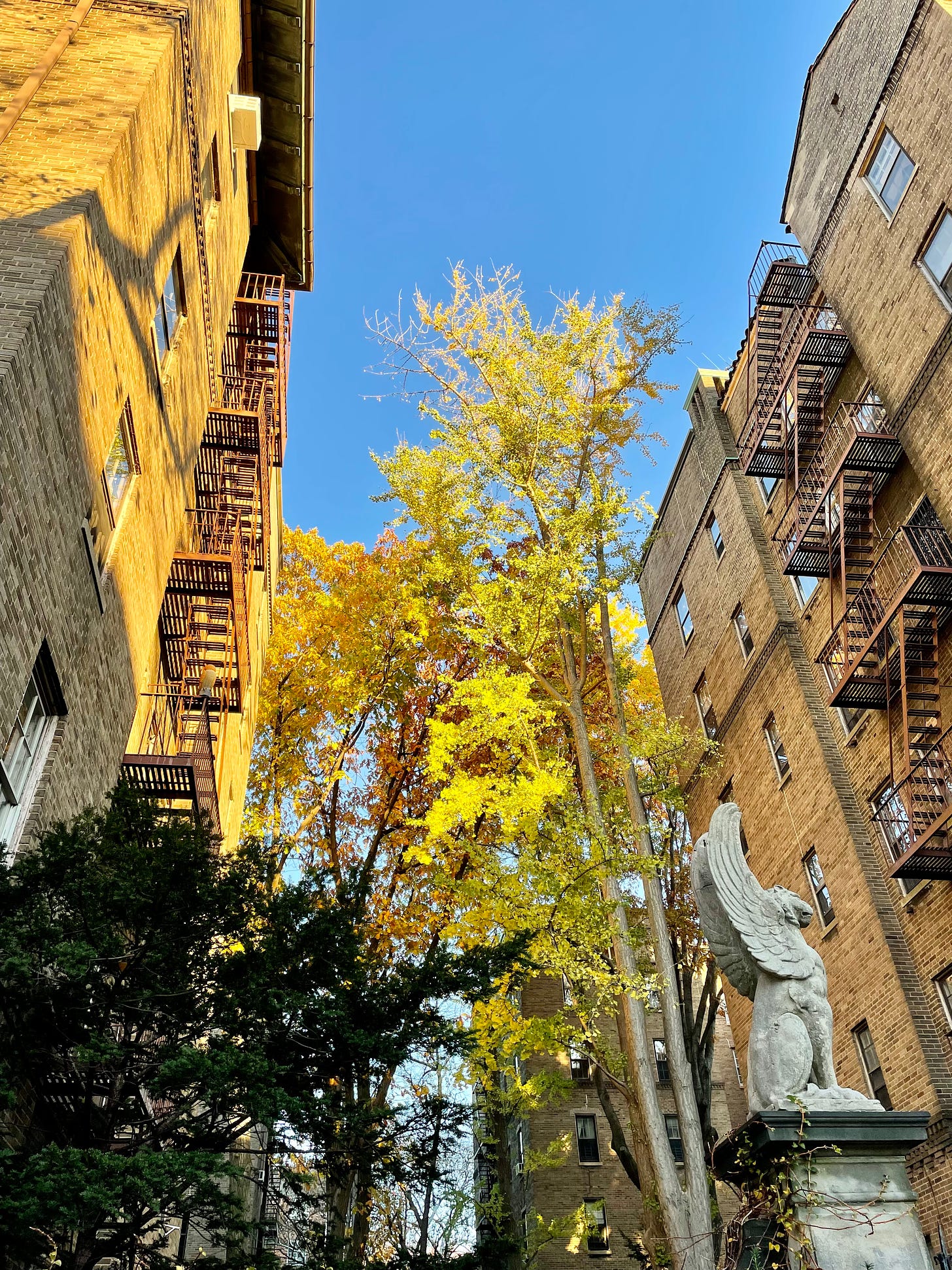 Image description: Fall colors on trees between two apartment buildings. End image description.