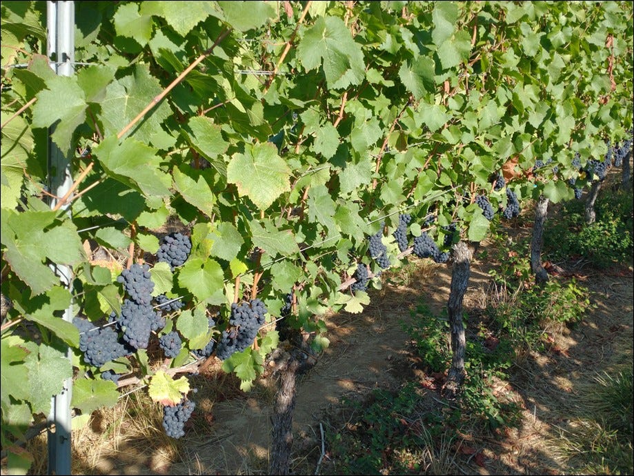 A bounty of Willamette Valley Pinot Noir at Amalie Robert Estate.