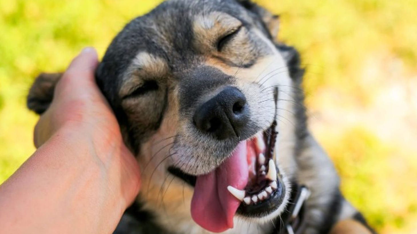 Será que cachorros sorriem? Saiba se o seu cão está feliz! | Baw Waw