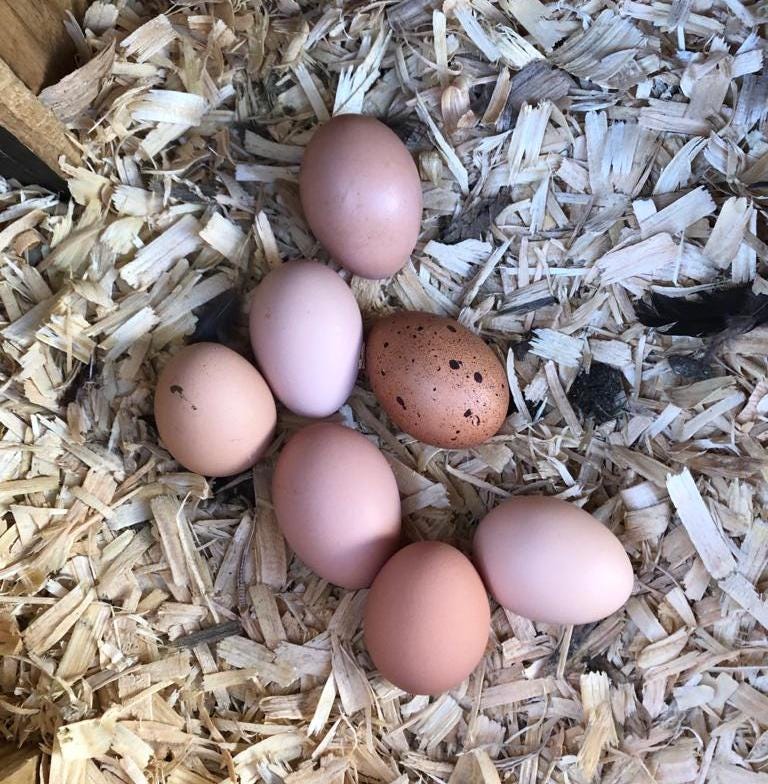 seven eggs of different colors (one speckled) in a nest of wood shavings.