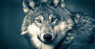 Image result for wolves