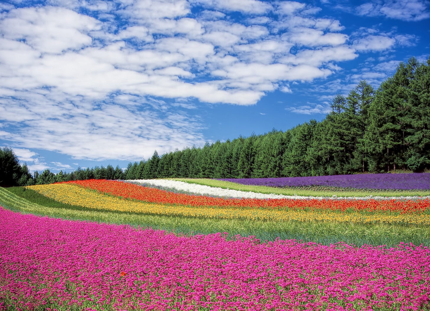 A field full of pink, yellow, red, white, and purple flowers.