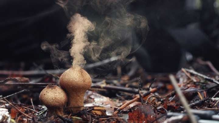 Mushrooms&#39; Spores Might Help Make It Rain | IFLScience