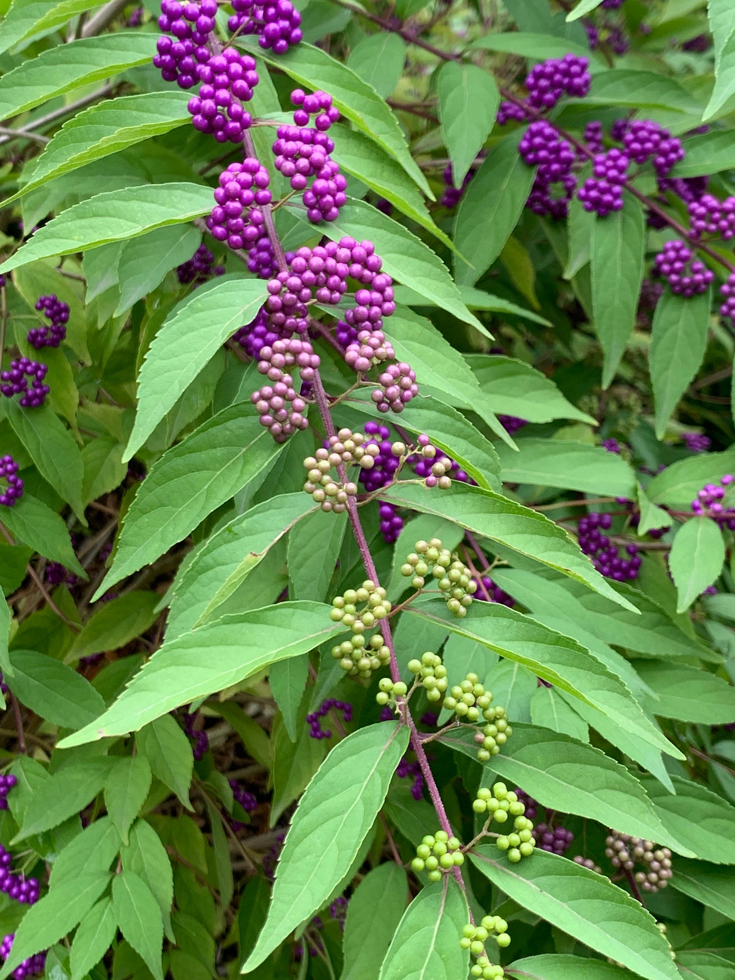 Very round and small clusters of berries shifting from bright purple to lilac to cream to green as they move down the branch of long green leaves.
