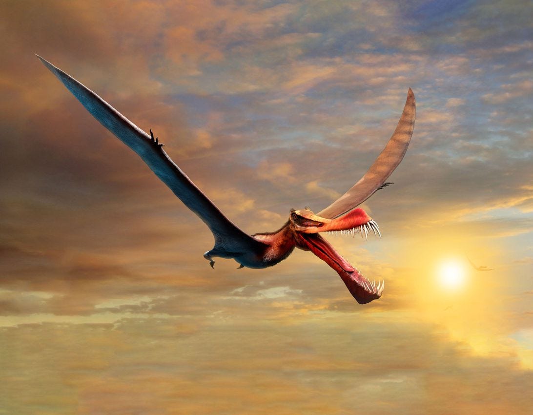 An illustration of a winged pterosaur flying in the sky with the sun in the background