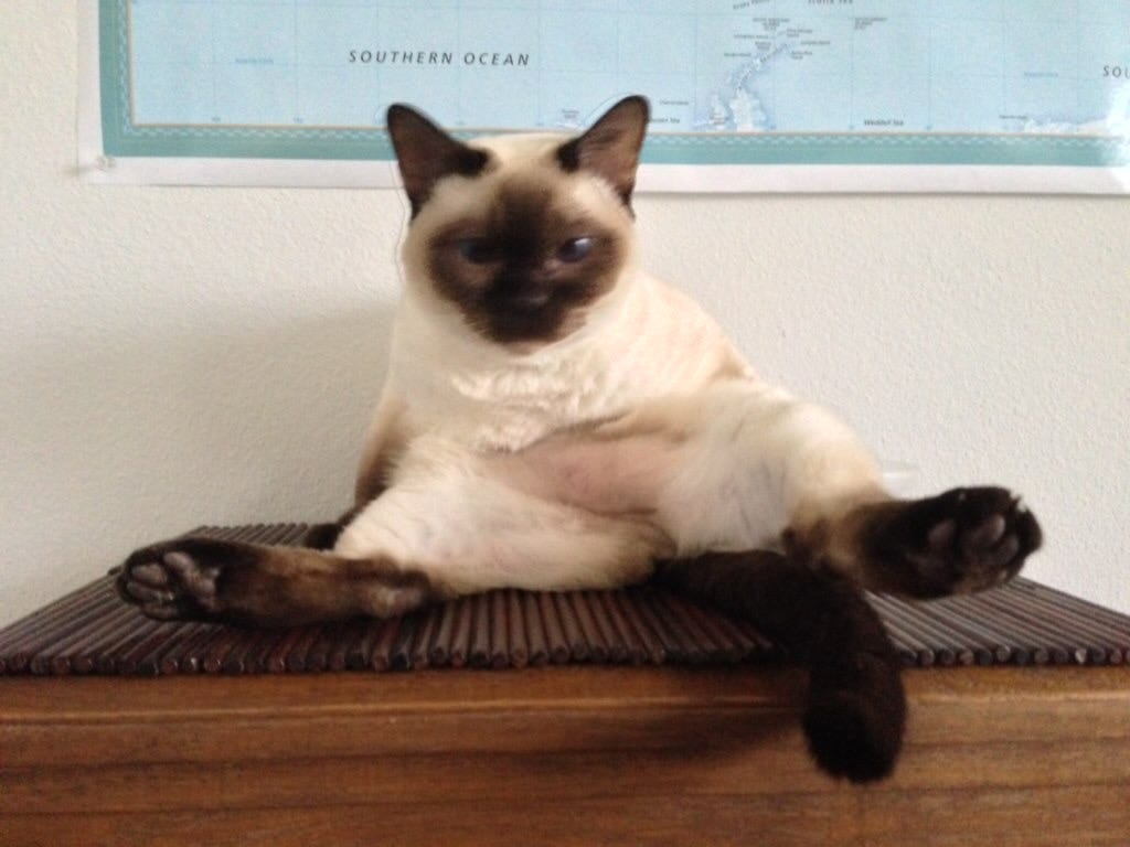 A ridiculous Tonkinese cat sitting on her butt with her tummy hanging out