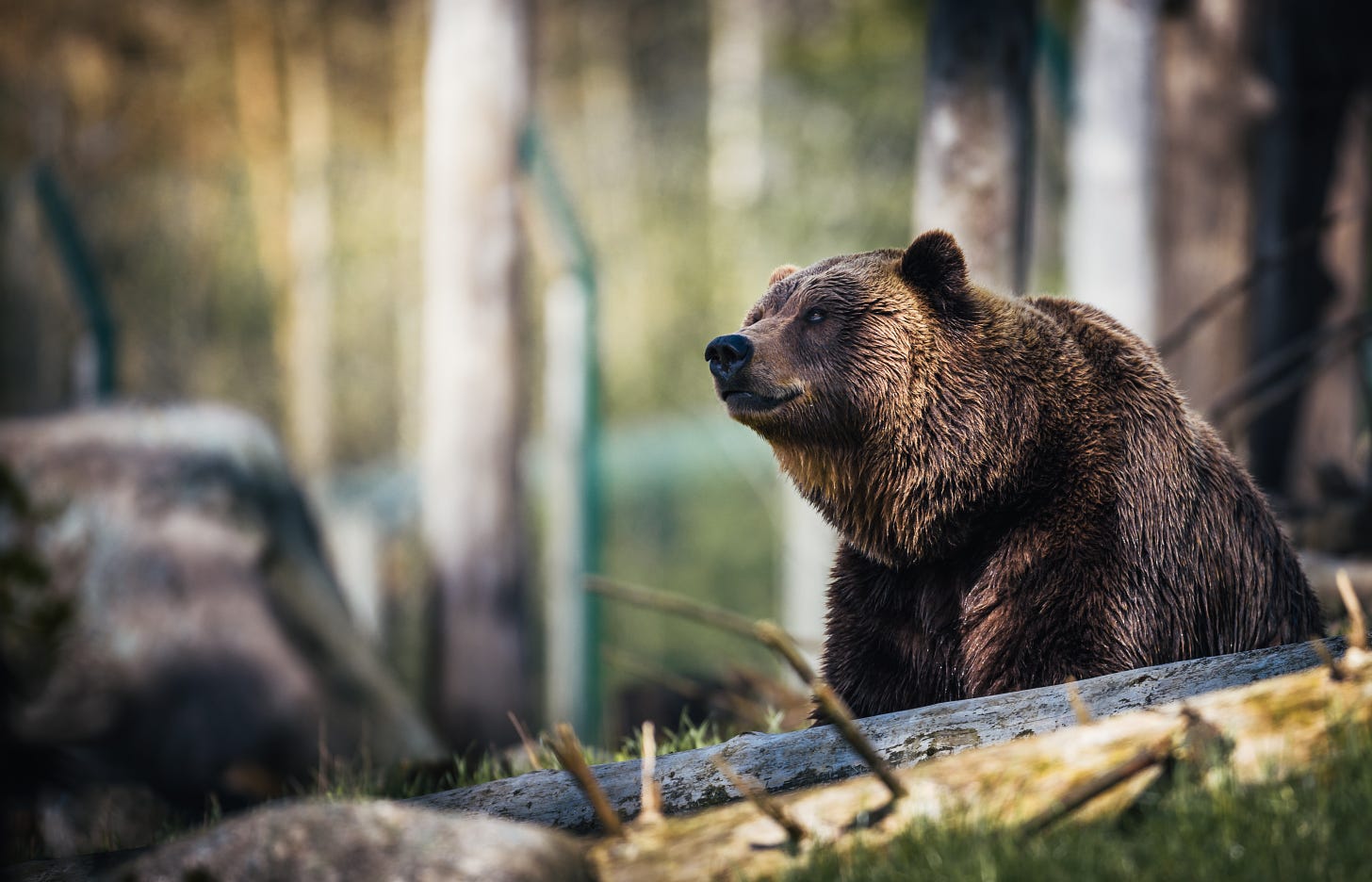 A bear in the woods stares off to into the distance.