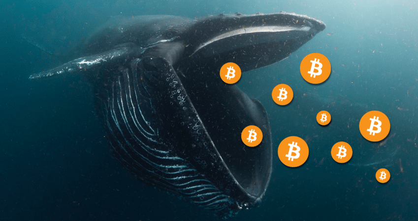Over 150k Bitcoins Accumulated by Bitcoin Whales in 60 ...