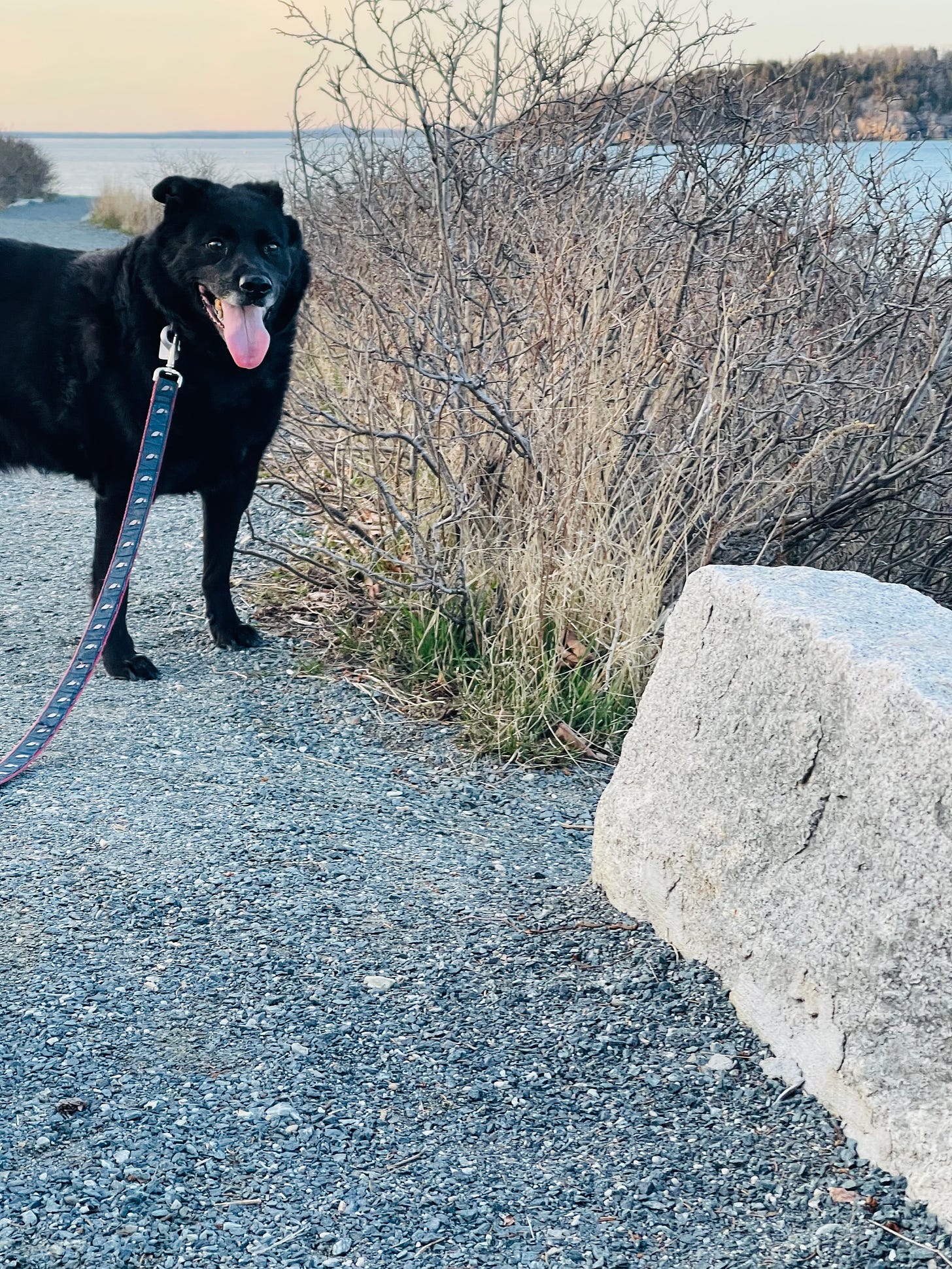 smiling dog on gravel trail by the ocean