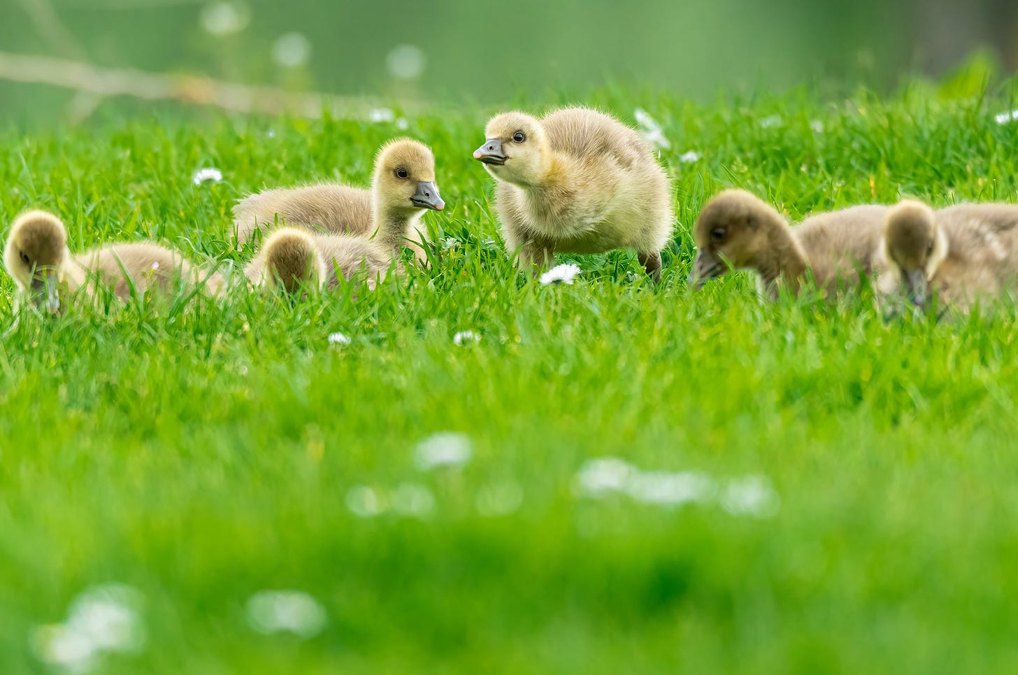 Greylag goslings grazing, photographed by Rhiannon Law