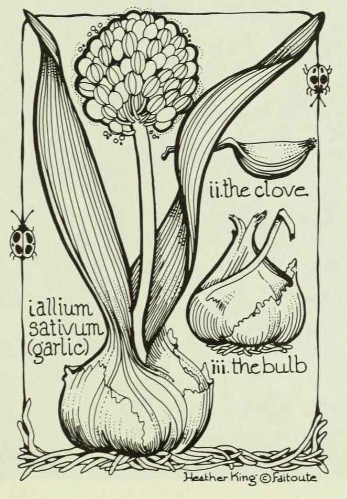 A stylised botanical drawing of the parts of a garlic plant