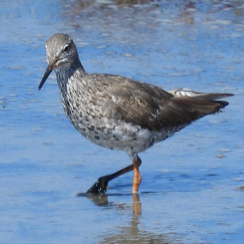 Common Redshank standing in water with one leg bent as it walks forward. The bird is looking at the camera