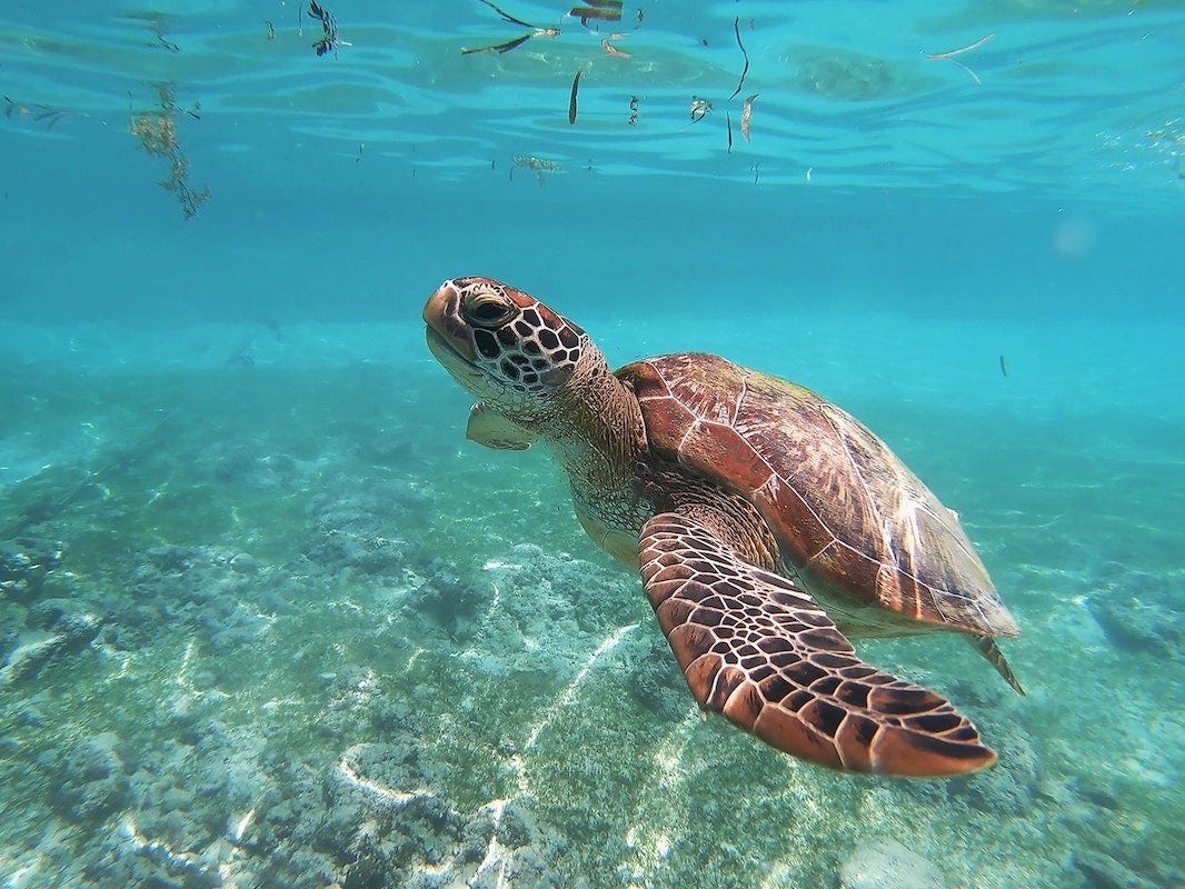 A green sea turtle floats near the surface in shallow water. Its head and fins are covered in dark brown patches a little like a giraffe. Its shell has algae and water reflections. There is seagrass floating at the surface above its head, and underneath it is dead coral with seagrass patches.
